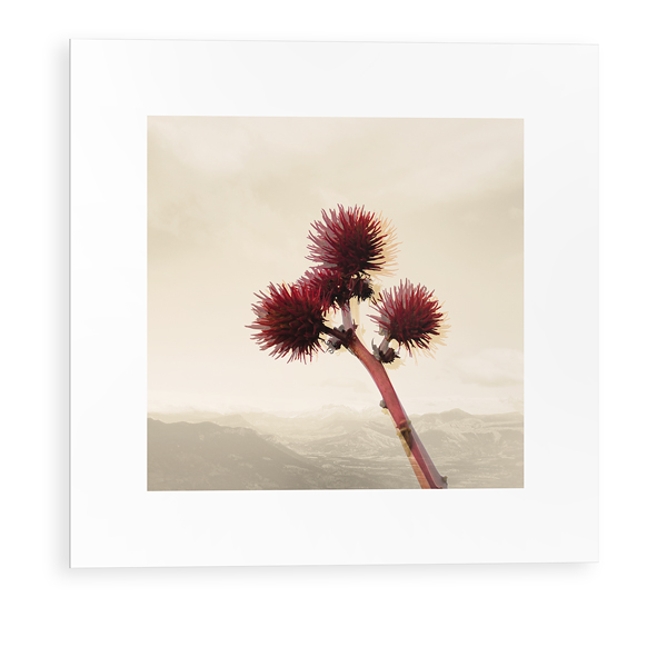 Flowers 01